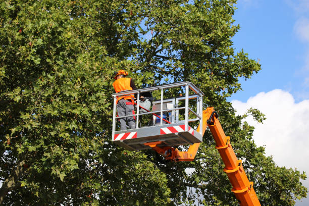 The Steps Involved in Our Tree Care Process in Blytheville, AR